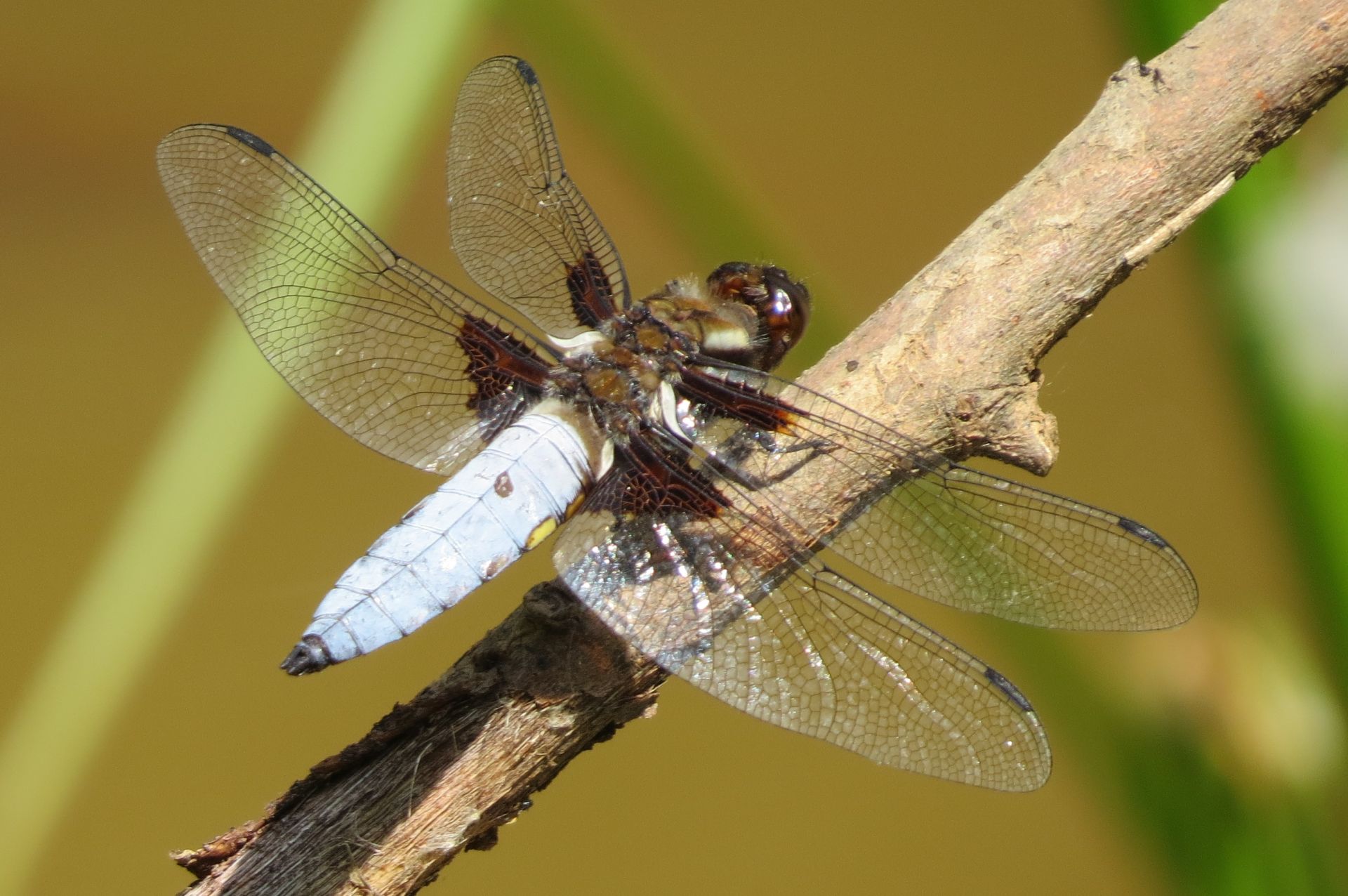 Broad bodied chaser dragonfly Male, Sandown Commuity Orchard