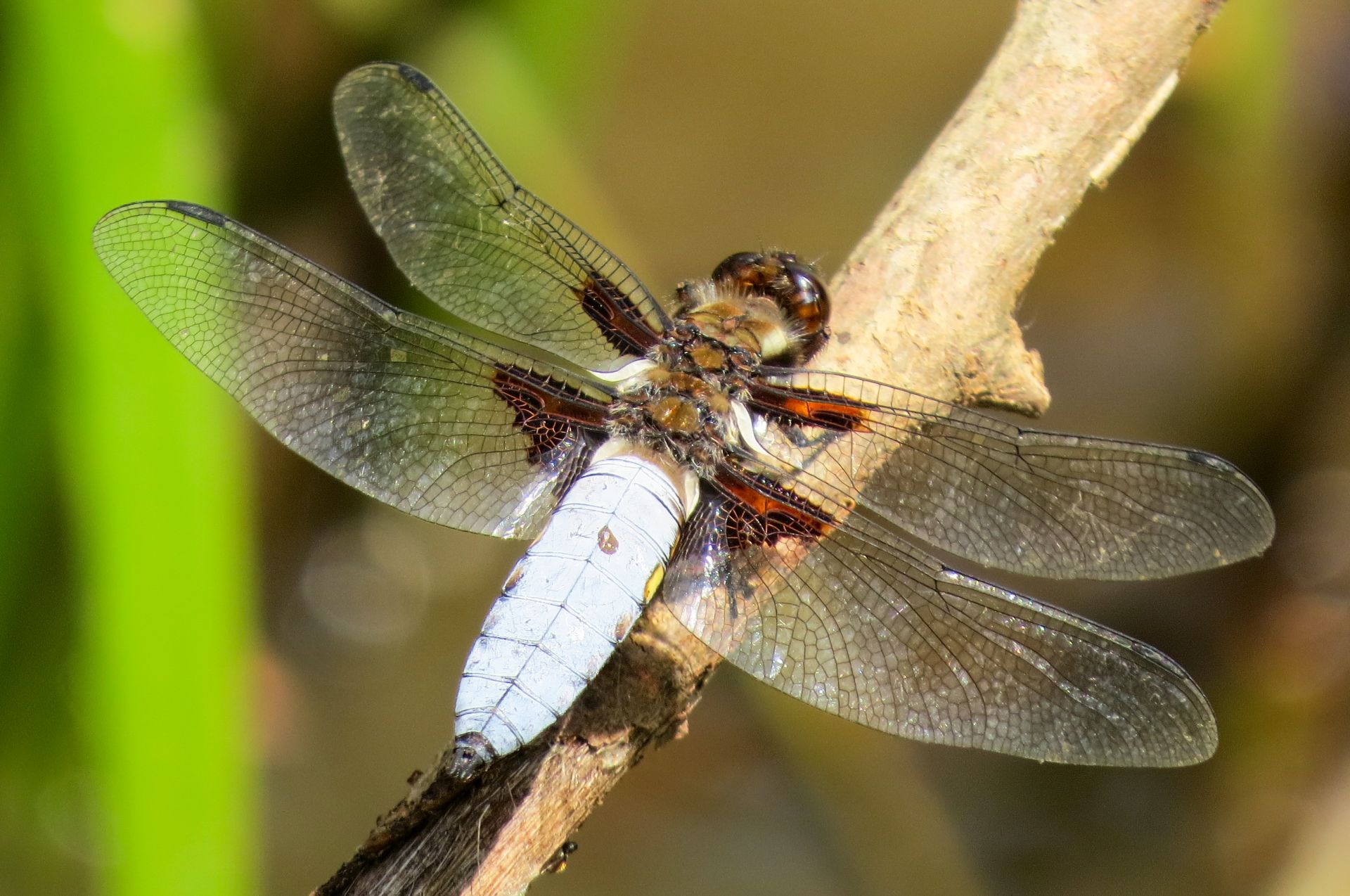 Broad bodied chaser dragonfly